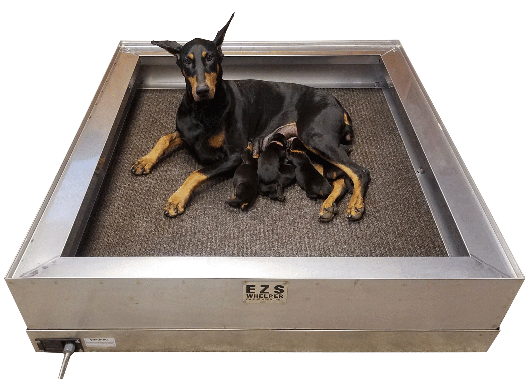 Dog_in_Whelper-3-1b-e1550006621812